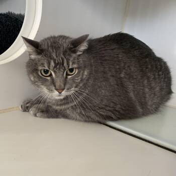Domestic Short Hair Cats Available for Adoption in Grass Valley, California - Melvin | PetCurious