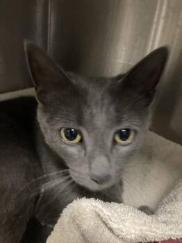 Ashlee -  Domestic Short Hair Cat for Adoption in Winnipeg, Manitoba - Ashlee | PetCurious