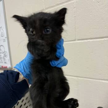 Circle -  Domestic Short Hair Cat for Adoption in Reno, Nevada - Circle | PetCurious