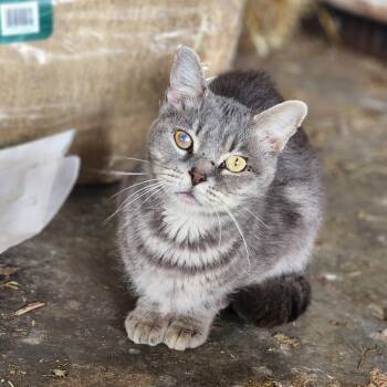 Grey Bro -  Domestic Short Hair Cat for Adoption in Lincoln, Nebraska - Grey Bro | PetCurious