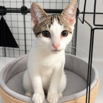 Mochi -  Domestic Short Hair Cat for Adoption in Medford Lakes, New Jersey - Mochi | PetCurious