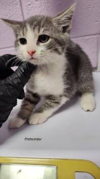 Domestic Short Hair Cats Available for Adoption in El Paso, Texas - Pecan | PetCurious