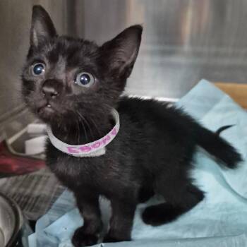 Ebony (Gray) -  Domestic Short Hair Cat for Adoption in Vieques, Vieques - Ebony (Gray) | PetCurious