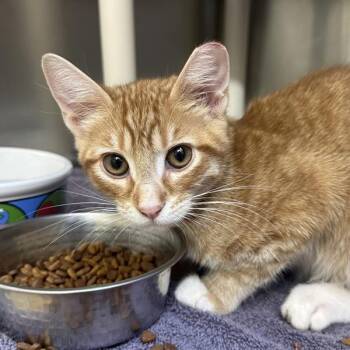 Red Cap -  Domestic Short Hair Cat for Adoption in Walnut Creek, California - Red Cap | PetCurious