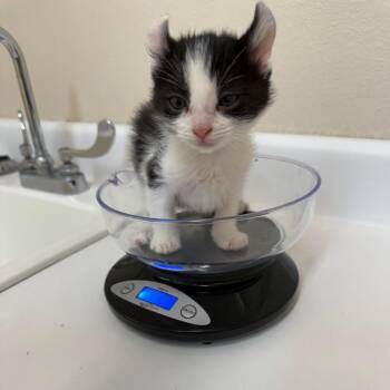 Sparkles -  Domestic Short Hair Cat for Adoption in Salt Lake City, Utah - Sparkles | PetCurious