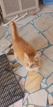 Orange - Siberian Kitten -  Ragamuffin and Siberian Cat for Adoption in Brampton, Ontario - Orange - Siberian Kitten | PetCurious