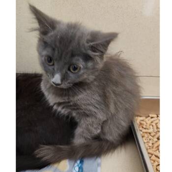 Rescue Domestic Long Hair Cats for Adoption in Clarksville, Virginia - Crockett | PetCurious