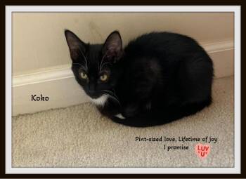 Rescue Domestic Short Hair Cats for Adoption in Snow Camp, North Carolina - Koko - Pint-sized Love But A Lifetime Of Joy. I Promise! | PetCurious