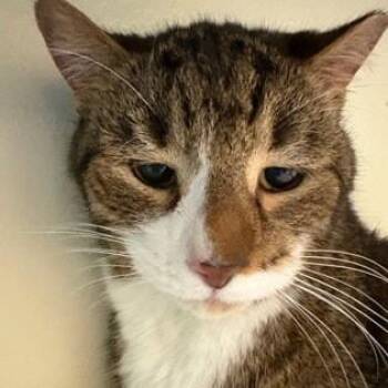 Rescue American Shorthair Cats for Adoption in Charleston, South Carolina - Ollie | PetCurious