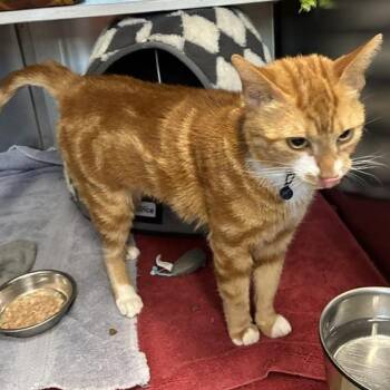 Phenyx -  Domestic Short Hair Cat for Adoption in Stanhope, New Jersey - Phenyx | PetCurious