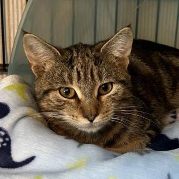 NCI5607 Desmond -  Domestic Short Hair Cat for Adoption in Port Washington, New York - NCI5607 Desmond | PetCurious
