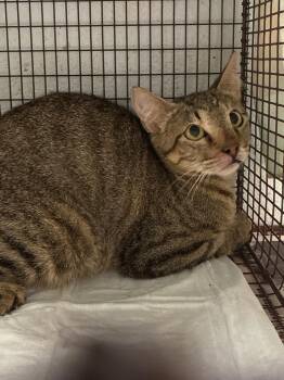 Pep Pep -  Domestic Short Hair Cat for Adoption in New Braunfels, Texas - Pep Pep | PetCurious