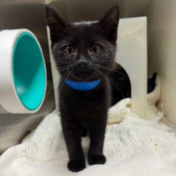 Centaur -  Domestic Short Hair Cat for Adoption in Fairport, New York - Centaur | PetCurious