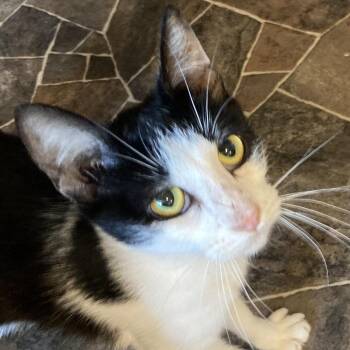 Thelma -  Domestic Short Hair Cat for Adoption in Marion, Illinois - Thelma | PetCurious