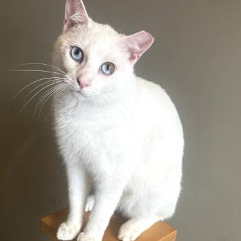 Domestic Short Hair Cats Available for Adoption in Durham, North Carolina - Fluoride | PetCurious