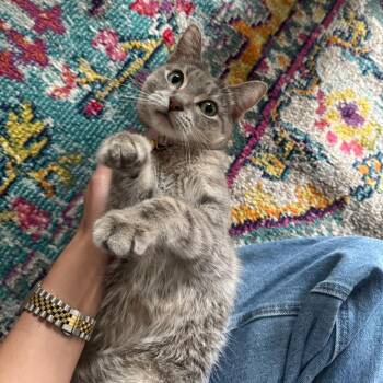 Lime Margarita -  Domestic Short Hair Cat for Adoption in Columbia, Missouri - Lime Margarita | PetCurious
