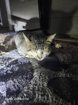 Domestic Short Hair Cats Available for Adoption in San Antonio, Texas - KELDON | PetCurious