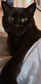 Domestic Short Hair Cats Available for Adoption in Chicago, Illinois - Shadow | PetCurious