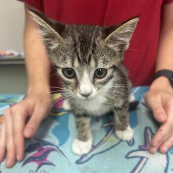 Rosie -  Domestic Short Hair Cat for Adoption in West Point, Mississippi - Rosie | PetCurious
