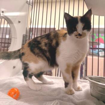 Senorita Awesome -  Domestic Short Hair Cat for Adoption in Cheyenne, Wyoming - Senorita Awesome | PetCurious