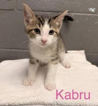 Kabru -  Domestic Short Hair Cat for Adoption in Fort Worth, Texas - Kabru | PetCurious
