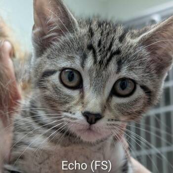 Echo -  Tabby Cat for Adoption in Mazon, Illinois - Echo | PetCurious