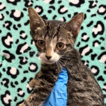 Eusebio -  Domestic Short Hair Cat for Adoption in San Antonio, Texas - Eusebio | PetCurious