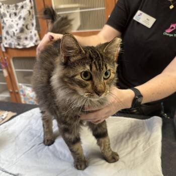 Cuddles -  Domestic Medium Hair Cat for Adoption in Murray, Utah - Cuddles | PetCurious