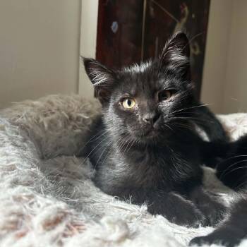 Cassy -  Domestic Short Hair Cat for Adoption in Pittsburgh, Pennsylvania - Cassy | PetCurious