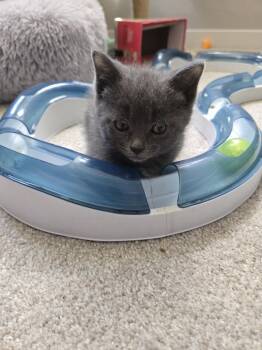 Domestic Short Hair Cats Available for Adoption in Union Grove, Wisconsin - Pickles | PetCurious