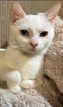 Prism -  Domestic Short Hair Cat for Adoption in Columbus, Minnesota - Prism | PetCurious