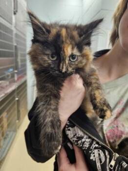 Aubergine -  Domestic Short Hair Cat for Adoption in Munster, Indiana - Aubergine | PetCurious