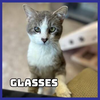 Domestic Short Hair Cats Available for Adoption - Glasses | PetCurious