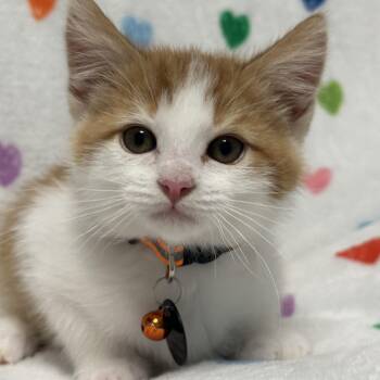 Tabby Cats Available for Adoption in Pasco, Washington - Slinky | PetCurious