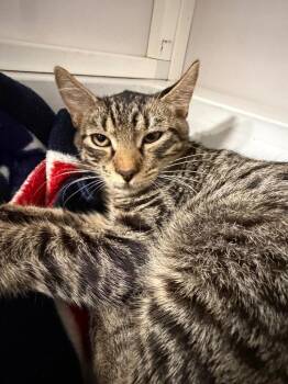 Aslan -  American Bobtail Cat for Adoption in St. Augustine, Florida - Aslan | PetCurious