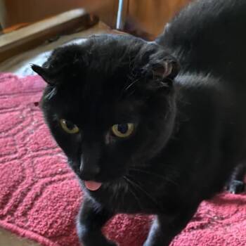 Rescue Domestic Short Hair Cats for Adoption in Powdersville, South Carolina - Onyx | PetCurious