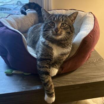 Domestic Short Hair Cats Available for Adoption in Woodbury, New Jersey - Arnold | PetCurious