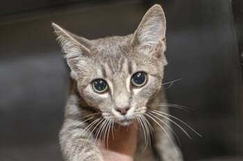 BRADLEY -  Domestic Short Hair Cat for Adoption in Charlotte, North Carolina - BRADLEY | PetCurious