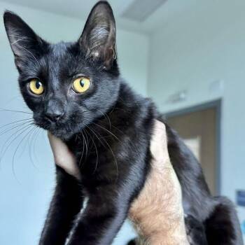 Lexus -  Domestic Medium Hair Cat for Adoption in Matteson, Illinois - Lexus | PetCurious
