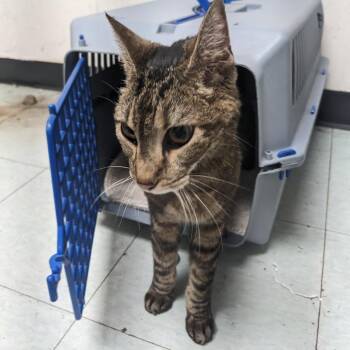 Runa -  Domestic Short Hair Cat for Adoption in Philadelphia, Pennsylvania - Runa | PetCurious