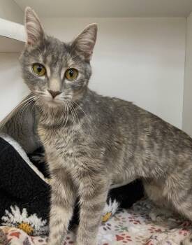 Grace -  Domestic Short Hair Cat for Adoption in Cuyahoga Falls, Ohio - Grace | PetCurious