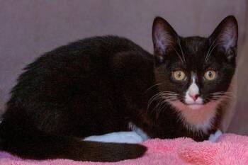 Domestic Short Hair Cats Available for Adoption in Oakville, Ontario - Ethel | PetCurious