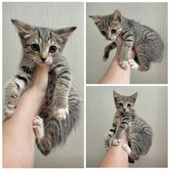 Nolan -  Domestic Short Hair Cat for Adoption in Dublin, Virginia - Nolan | PetCurious