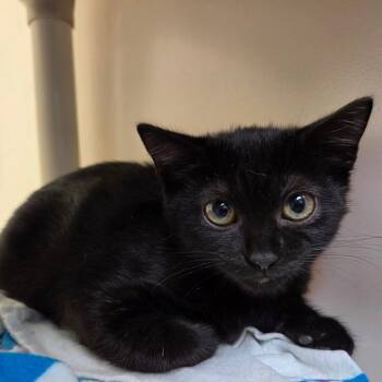 Roxie -  Domestic Short Hair Cat for Adoption in Harrisonburg, Virginia - Roxie | PetCurious