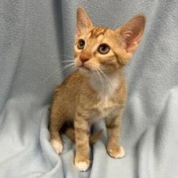 Wahoo -  Tabby Cat for Adoption in Green Valley, Arizona - Wahoo | PetCurious