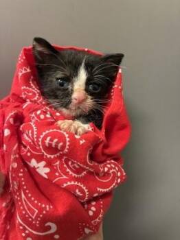 26-549 Tortellini -  Domestic Short Hair Cat for Adoption in Barnesville, Georgia - 26-549 Tortellini | PetCurious