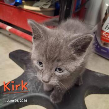 Kirk -  Domestic Short Hair Cat for Adoption in Hartford City, Indiana - Kirk | PetCurious