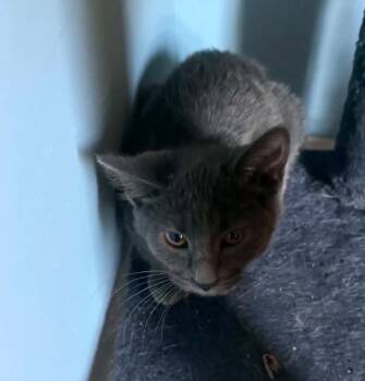 Domestic Short Hair Cats Available for Adoption in Kimberlin Heights, Tennessee - Stingray | PetCurious