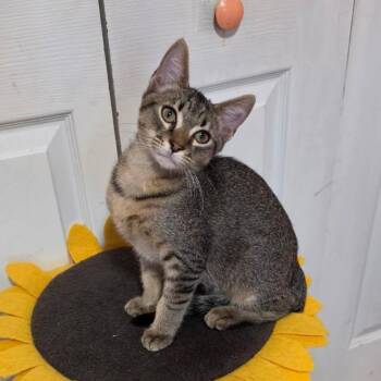 Captain Jack -  Domestic Short Hair Cat for Adoption in NEW PT RICHEY, Florida - Captain Jack | PetCurious