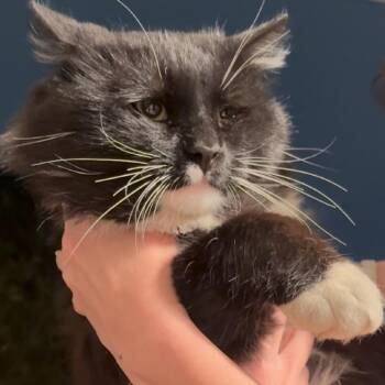 Domestic Long Hair Cats Available for Adoption - Mrs. Kibble | PetCurious